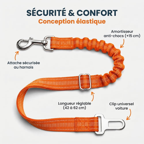 Ceinture de sécurité pour chien