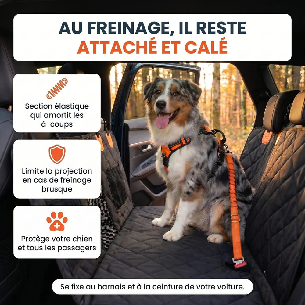 Ceinture de sécurité pour chien