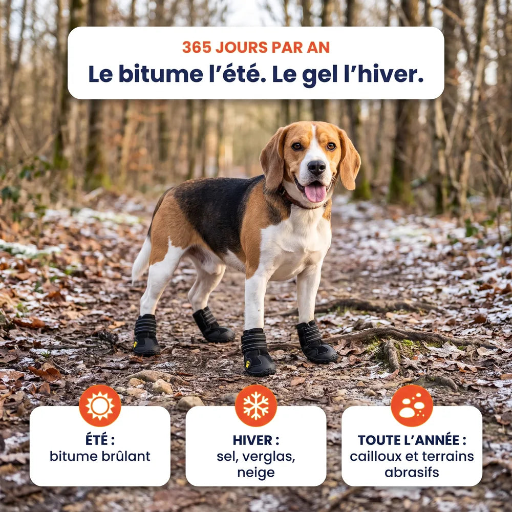 Chaussures de protection pour chien