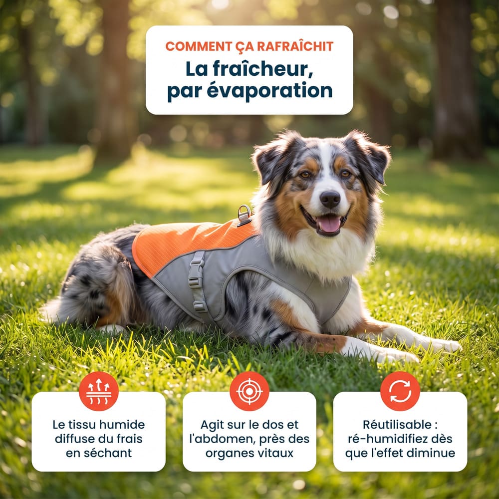 Gilet rafraîchissant pour chien sans gel